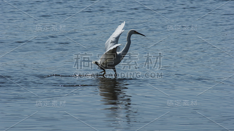 鹭在湖中散步。