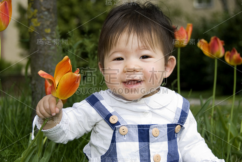 郁金香的婴儿