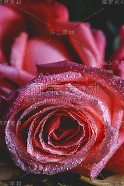 美丽的春花花束