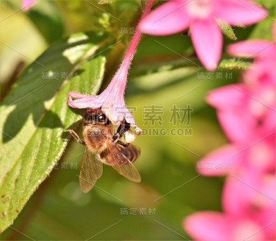 蜜蜂采集和携带花粉，并将花粉颗粒储存在后腿的麻袋里