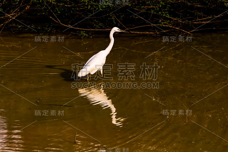 美丽的东方大白鹭鸟在古达维鸟类保护区