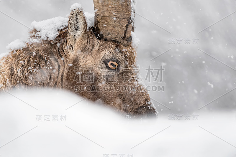 暴风雪中的高山野山羊(卡普拉野山羊)