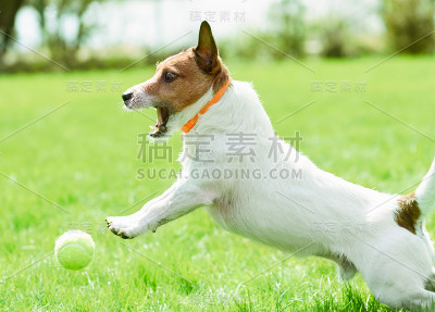 狗狗戴着防跳蚤和蜱的项圈，在后院草坪上玩耍