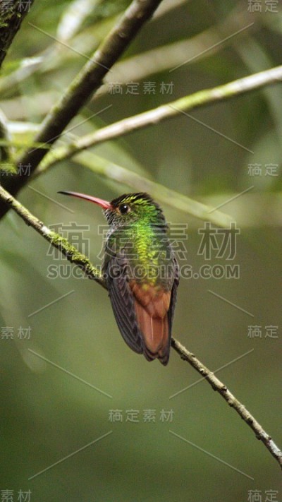 Rufous-tailed蜂鸟