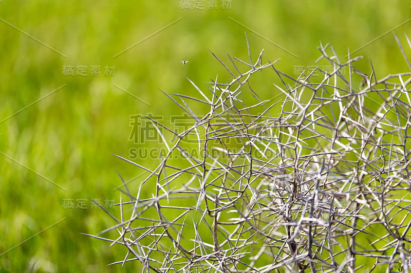 自然界中干燥的多刺植物