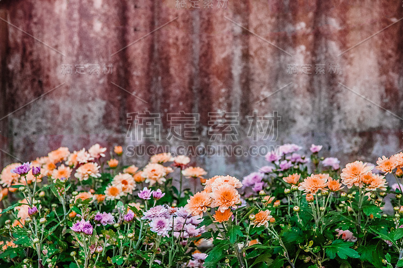 美丽的粉红色盛开的菊花花与旧的肮脏的乡下镀锌铁背景