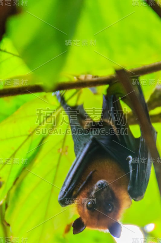 在泰国曼谷的Wat Po，泰国差春骚，用泰语说的Lyle's flying fox, Pteropu