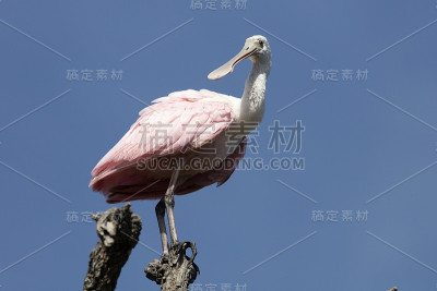 琵鹭