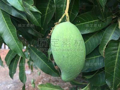 小芒果在房子里
