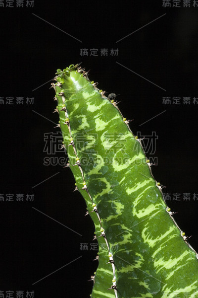 仙人掌关闭