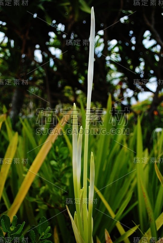 花园里植物的高杆，柔和的背景