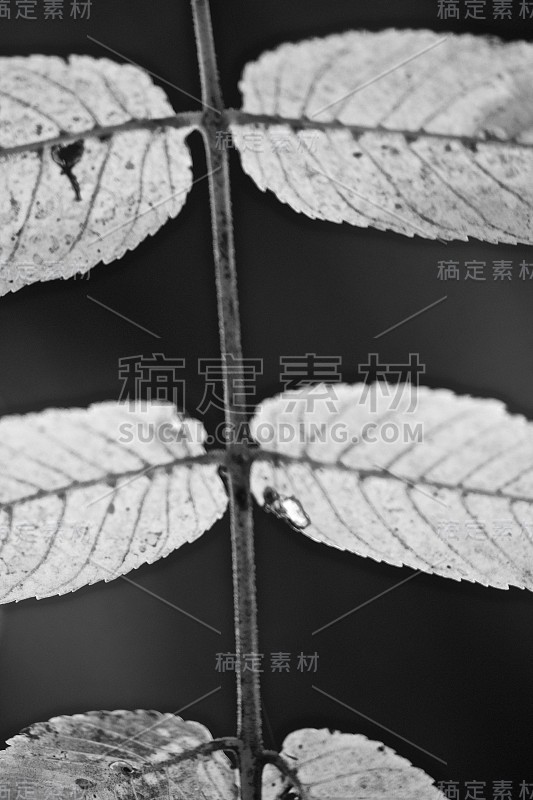 在夏末闭合的一部分复合核桃叶