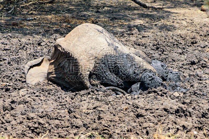 成年和小非洲象(Loxodonta africana)在泥洞里打滚