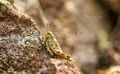 小昆虫蚱蜢在火山石上。