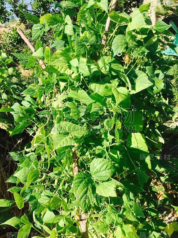 豆藤豆蔬菜植物食品天然绿色