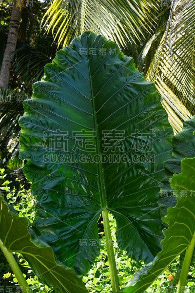 热带的叶子