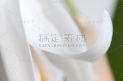 冠舌兰的花