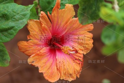 放大的花