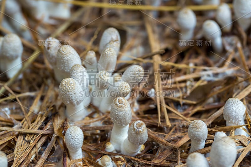 新鲜的白蚁蘑菇从绿色森林的土壤中生长。白蚁山蘑菇(小)。类:同担子菌。烹饪用鲜白蚁蘑菇。白蚁蘑菇生长