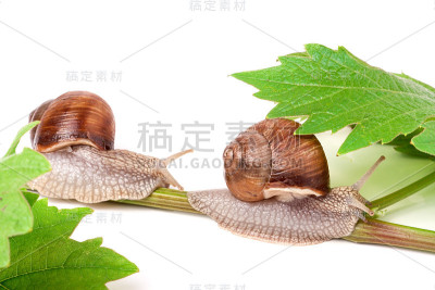 两只蜗牛在藤蔓上爬行，叶子是白色的