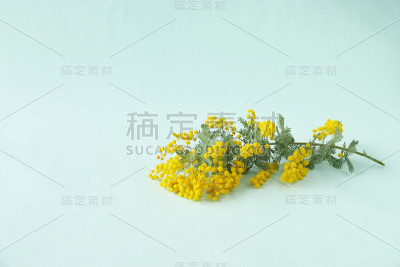 含羞草束
