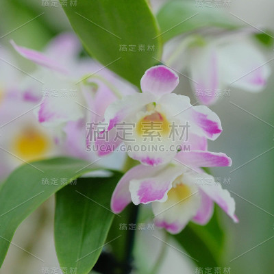 室内热带兰花