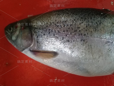 鲜鱼放在红色砧板上，以复制空间作为概念背景