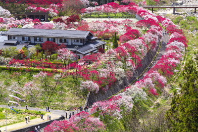 阿奇村是一个桃花村