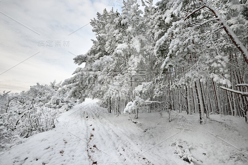 拉脱维亚的道路和白雪覆盖的树木