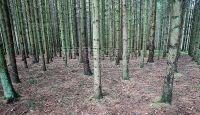 阿登森林