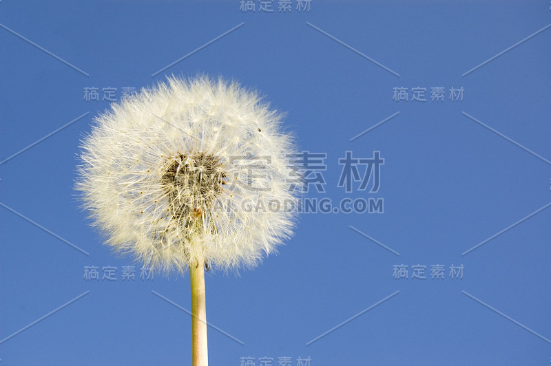 蓝天下的蒲公英
