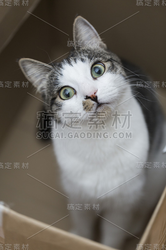 盒子里的猫