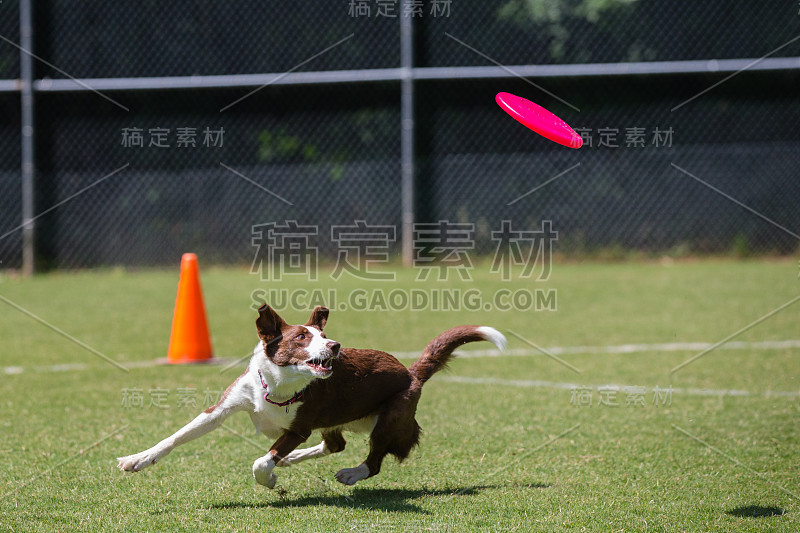 边境牧羊犬在玩飞盘