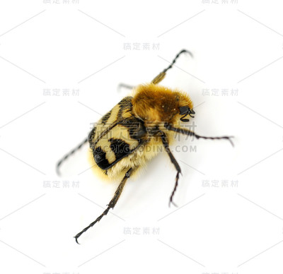 蜜蜂甲壳虫模仿