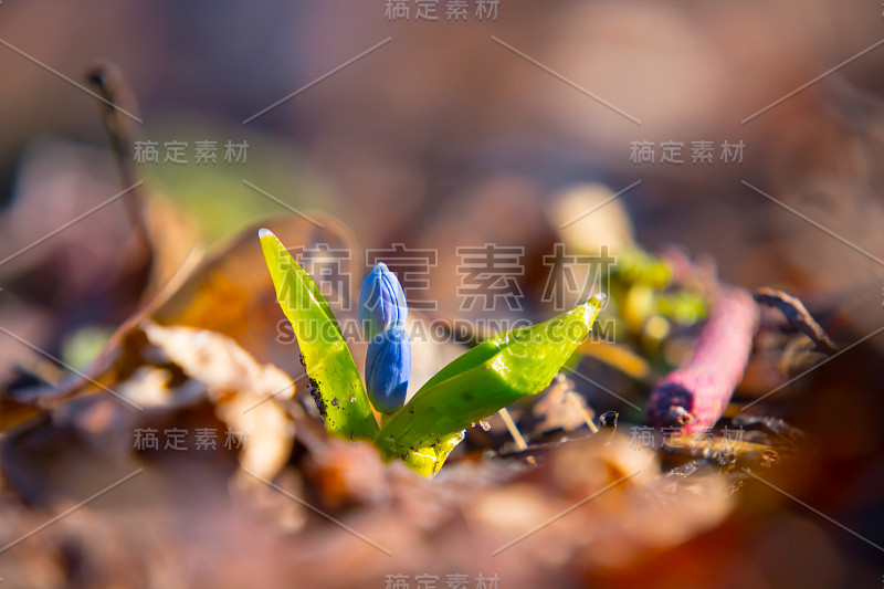 特写蓝色雪花锡拉花在森林，春天户外的背景