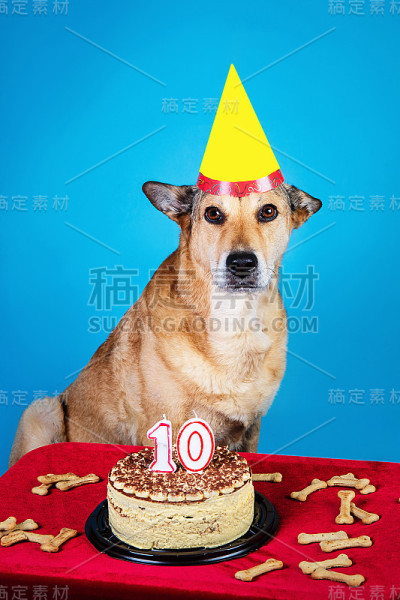 可爱的狗庆祝生日的蓝色背景