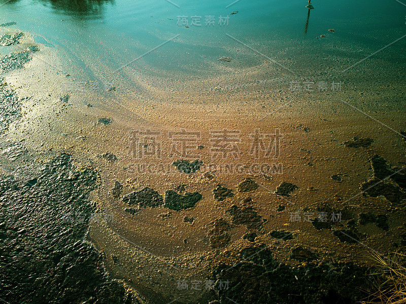 湖面上漂浮着水苔