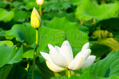 荷塘