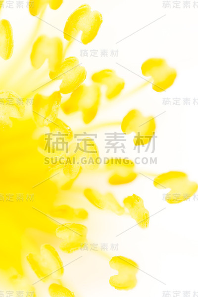 自然界中花朵上的黄色花粉