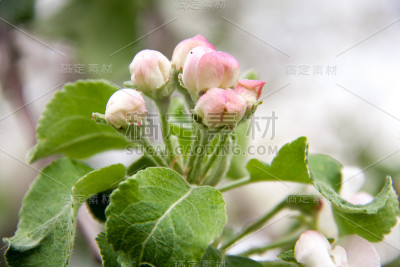 苹果花作为背景关闭宏