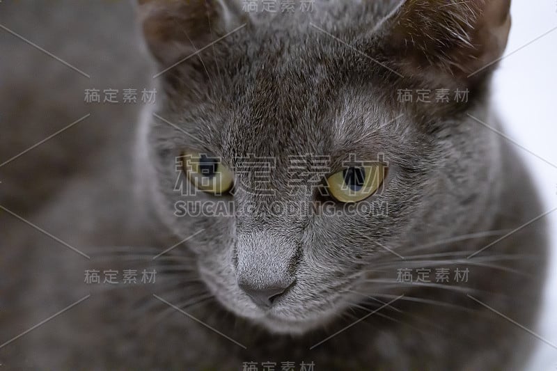 俄罗斯蓝猫的眼睛和脸