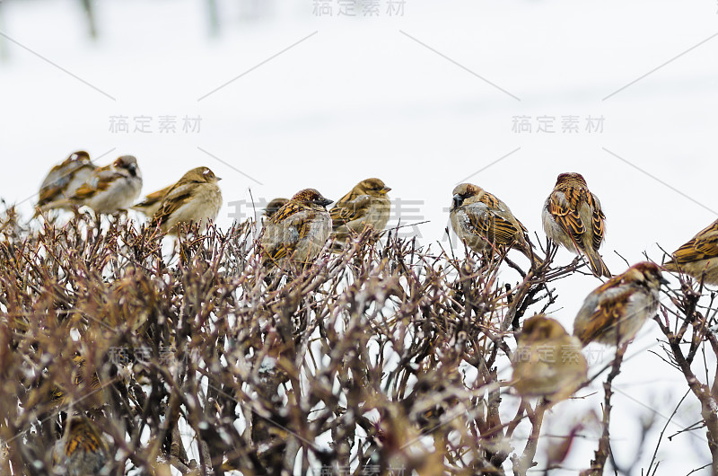 无防御能力的小麻雀的庇护所