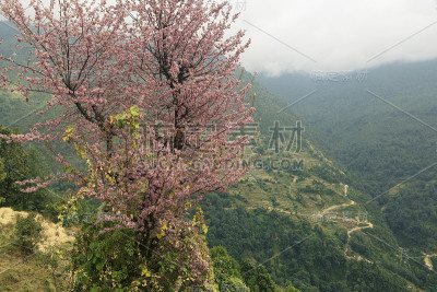 开花的树和马沙尔