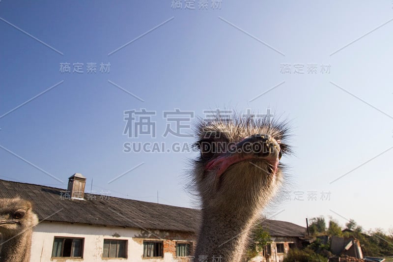 鸵鸟养殖场的鸵鸟头。农场围场里的鸵鸟。有趣而奇怪的鸵鸟惊讶地看着画框。农场围场里的鸵鸟