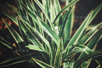 香根草