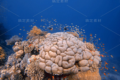 水下珊瑚花园