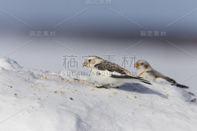 冬天雪花飞舞