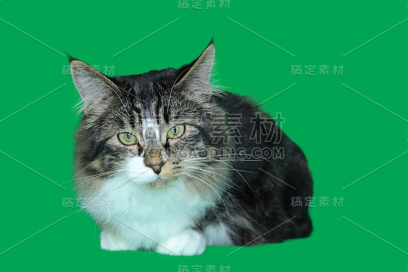 庄重威严的缅因猫与灰、黑、白的长毛猫躺在绿色的背景上