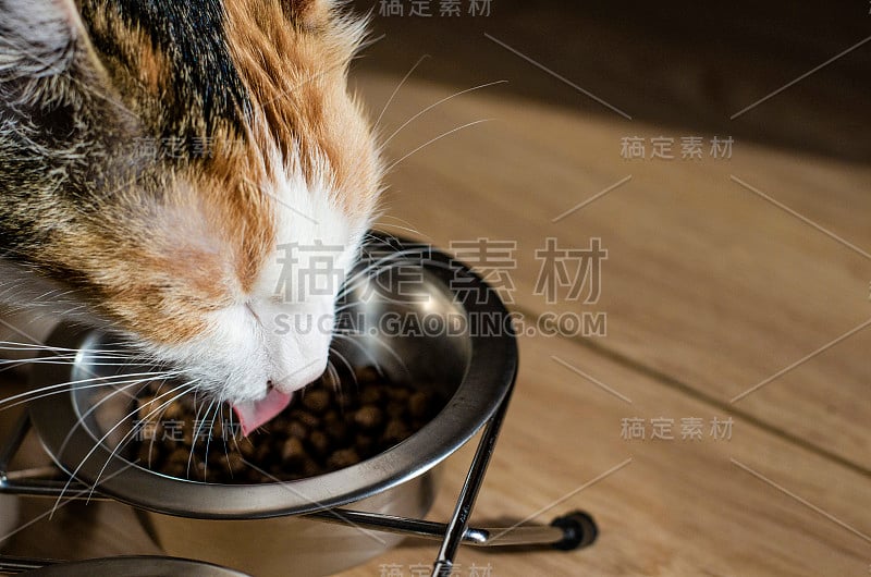 饥饿的三色猫吃干粮。健康。整体。