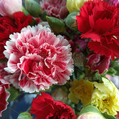 3月8日，母亲节，生日，一束彩色康乃馨。